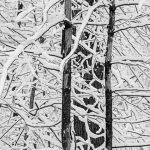 Snowy Trees #4